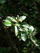 Cotoneaster, photos