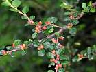 Cotoneaster, photos