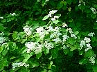 Cotoneaster, photos