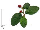 Cotoneaster, photos