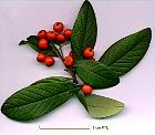 Cotoneaster, photos