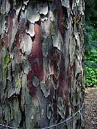 Arizona cypress, bark