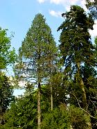 Nootka False Cypress, Alaska Cedar, Yellow Cypress, outline