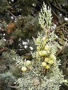 Arizona cypress, pictures