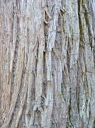 Bald Cypress, bark