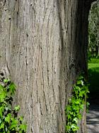 Leyland cypress, bark