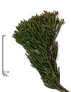Monterey cypress, scales