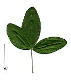 Laburnum, leaf