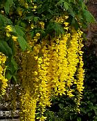 Laburnum, flower