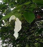 Dove tree, flower