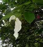 Dove tree, pictures