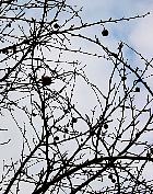 Dove tree, pictures