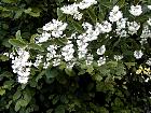 Deutzia, flower