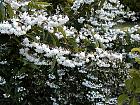 Deutzia, pictures