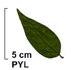 Deutzia, leaf