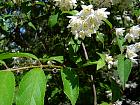 Deutzia, flower