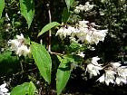 Deutzia, flower