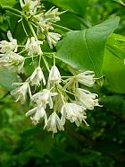 Deutzia, flower