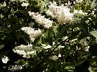 Deutzia, pictures