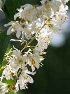 Deutzia scabra, fleur