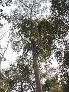 dipterocarpusalatus.JPG