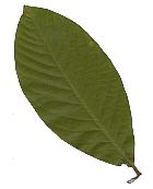 dipterocarpusbaudii.JPG