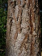 Douglas Fir, bark