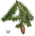 Douglas Fir, pictures