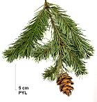 Douglas Fir, pictures