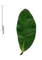 Ebony, leaf