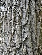 Ehretia, bark