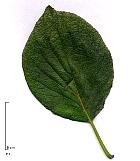 Ehretia, leaf