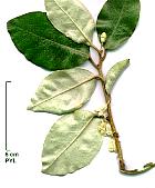 Elaeagnus multiflora, photos