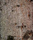 Norway Spruce, bark