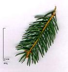 Norway Spruce, needles