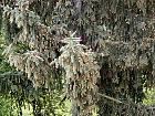 Norway Spruce, flower