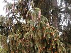 Norway Spruce, pictures