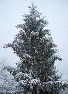 Norway Spruce, pictures