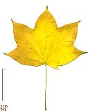 Cappadocian Maple, leaf