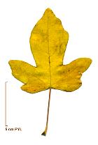 Field Maple, Hedge Maple, leaf