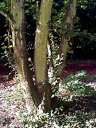 Field Maple, Hedge Maple, trunk