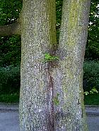 Field Maple, Hedge Maple, bark