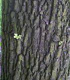 Field Maple, Hedge Maple, bark