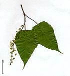 Érable de Hers, photos