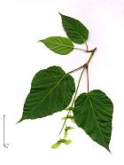 Érable du Père David, feuille