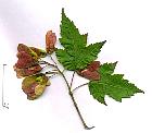 Amur Maple, leaf