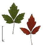 Paperbark Maple, leaf
