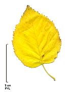 Érable de Hers, photos