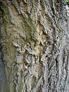 Boxelder, bark