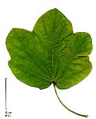 Italian Maple, leaf